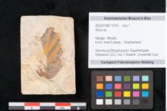 Foto (Objekt + Etikett) von Alnus sp. (NHMW-GEO-2024-0188-11479)